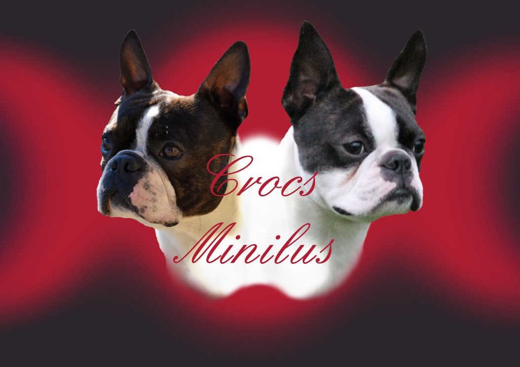 de Crocs Minilus - Terrier de Boston info: