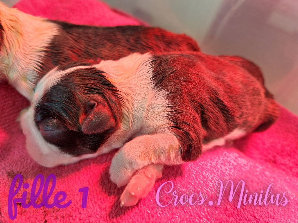 de Crocs Minilus - Chiot disponible  - Boston Terrier