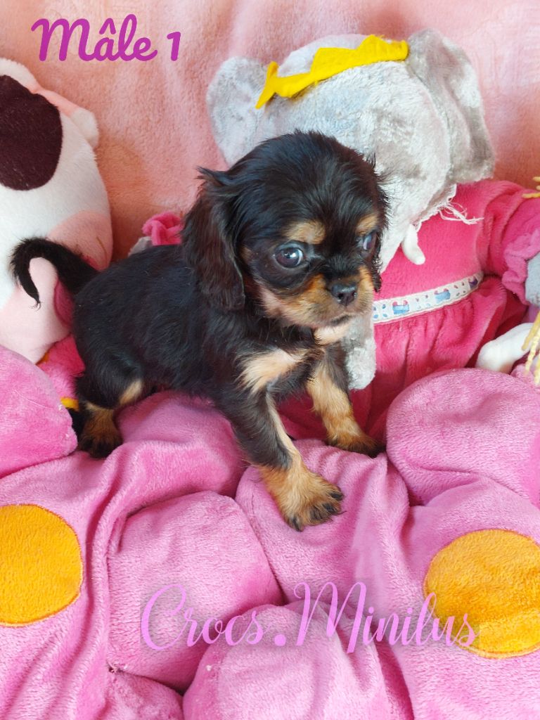 de Crocs Minilus - Chiot disponible  - Cavalier King Charles Spaniel