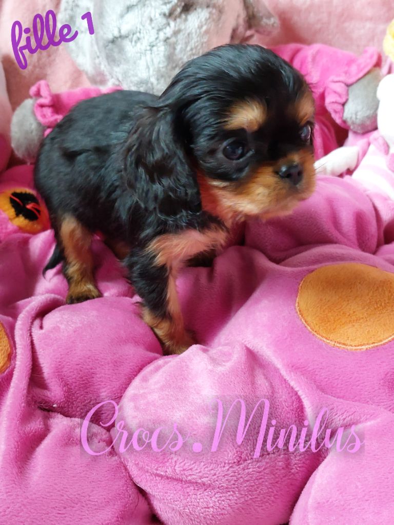 de Crocs Minilus - Chiot disponible  - Cavalier King Charles Spaniel