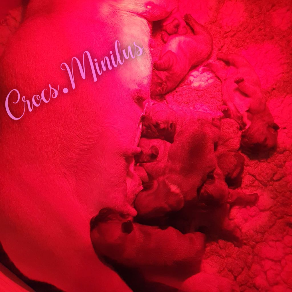 de Crocs Minilus - Chiot disponible  - Bouledogue français