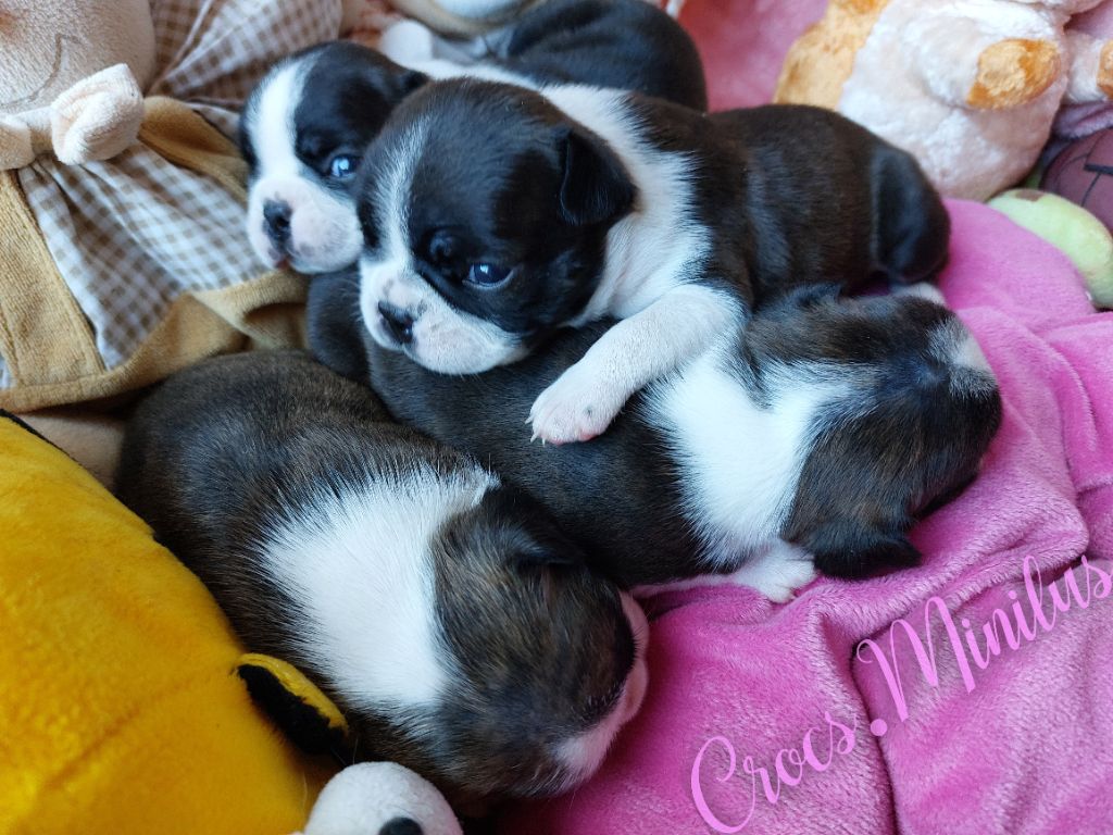 chiot Boston Terrier de Crocs Minilus