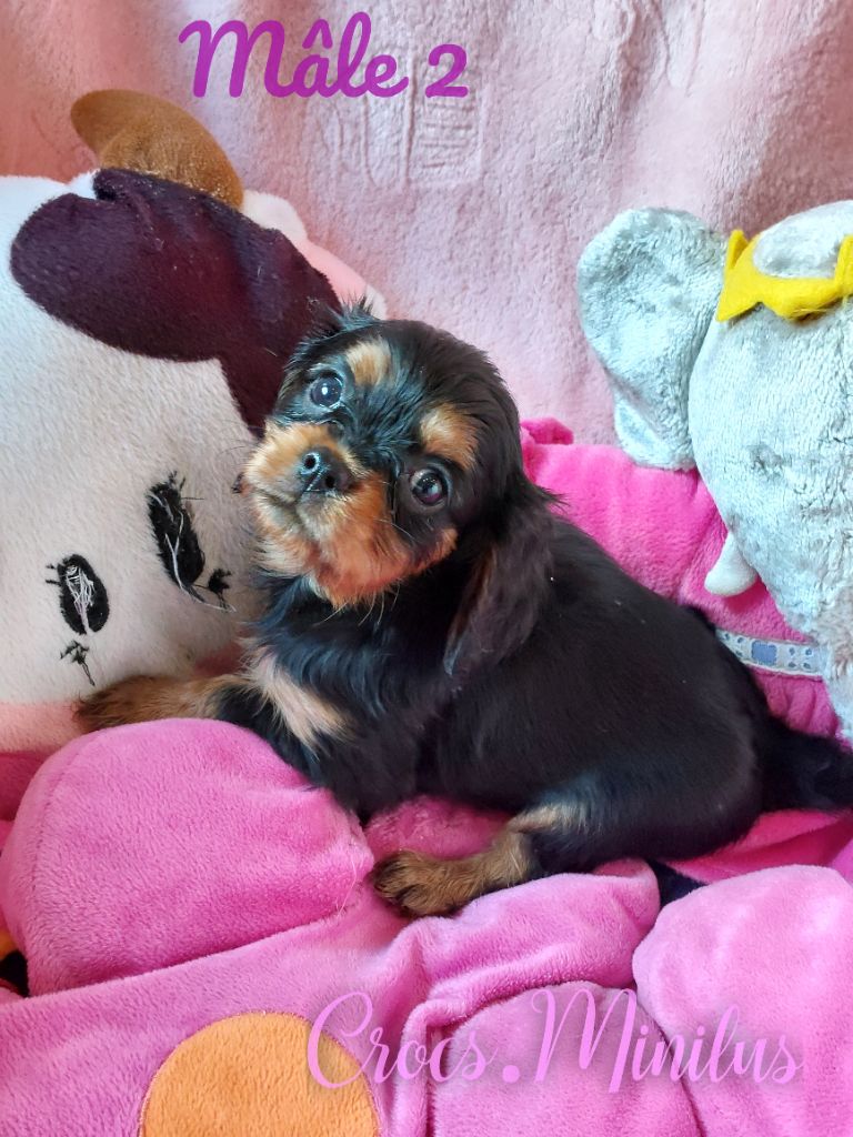 de Crocs Minilus - Chiot disponible  - Cavalier King Charles Spaniel