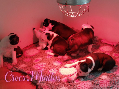 de Crocs Minilus - Boston Terrier - Portée née le 22/11/2023
