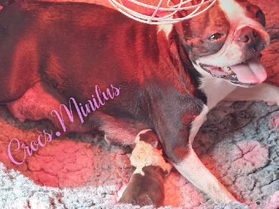 de Crocs Minilus - Boston Terrier - Portée née le 14/04/2024