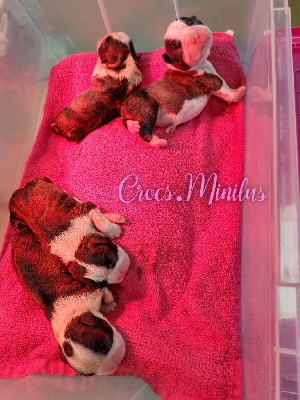 de Crocs Minilus - Boston Terrier - Portée née le 24/03/2024