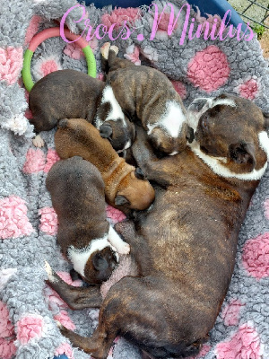 de Crocs Minilus - Bouledogue français - Portée née le 08/06/2024