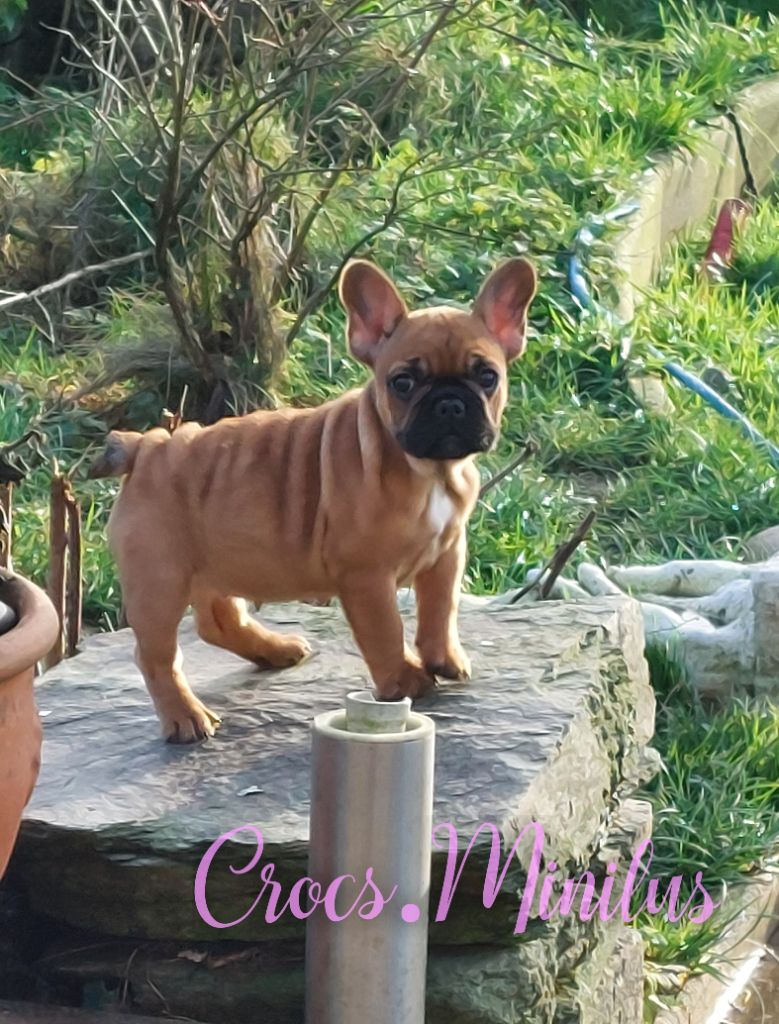 de Crocs Minilus - Chiot disponible  - Bouledogue français