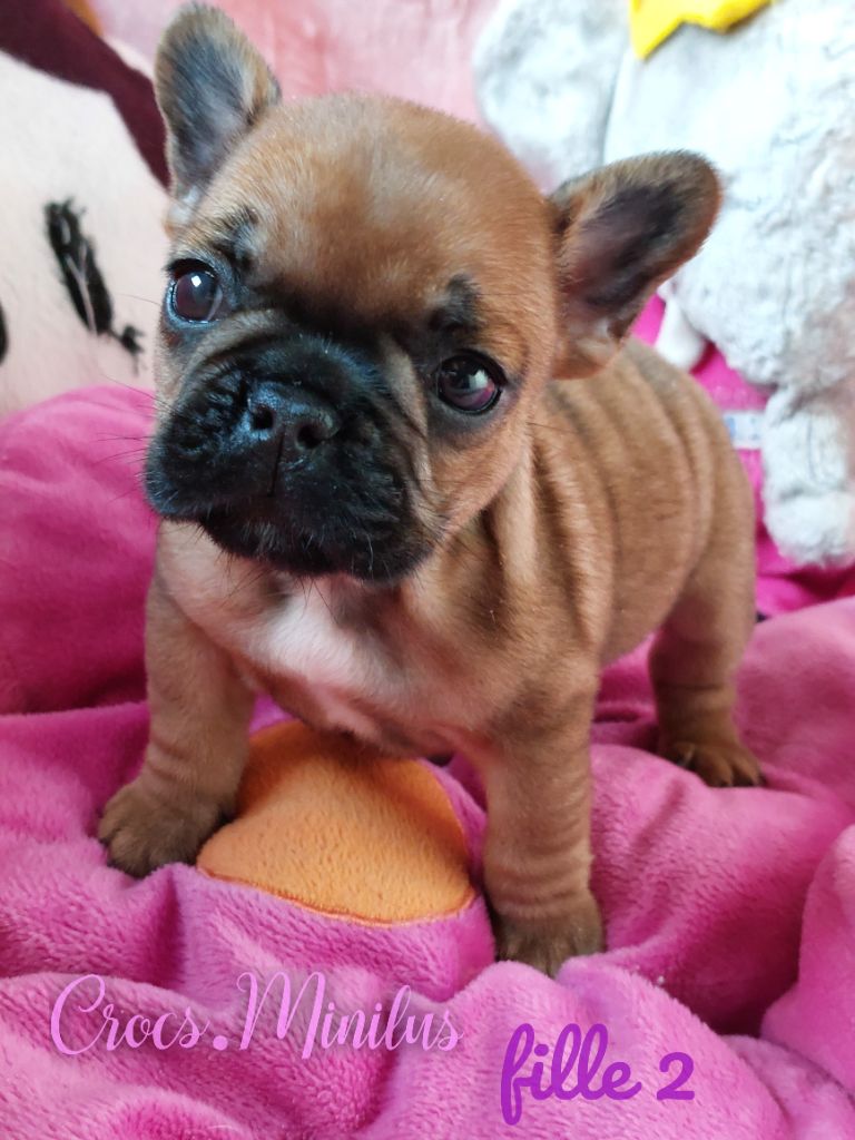 de Crocs Minilus - Chiot disponible  - Bouledogue français