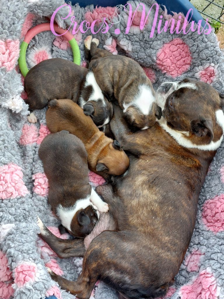 chiot Bouledogue français de Crocs Minilus