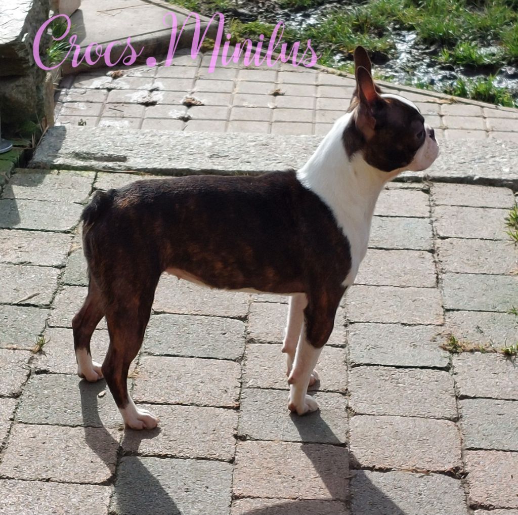 Veni vidi vici de Crocs Minilus