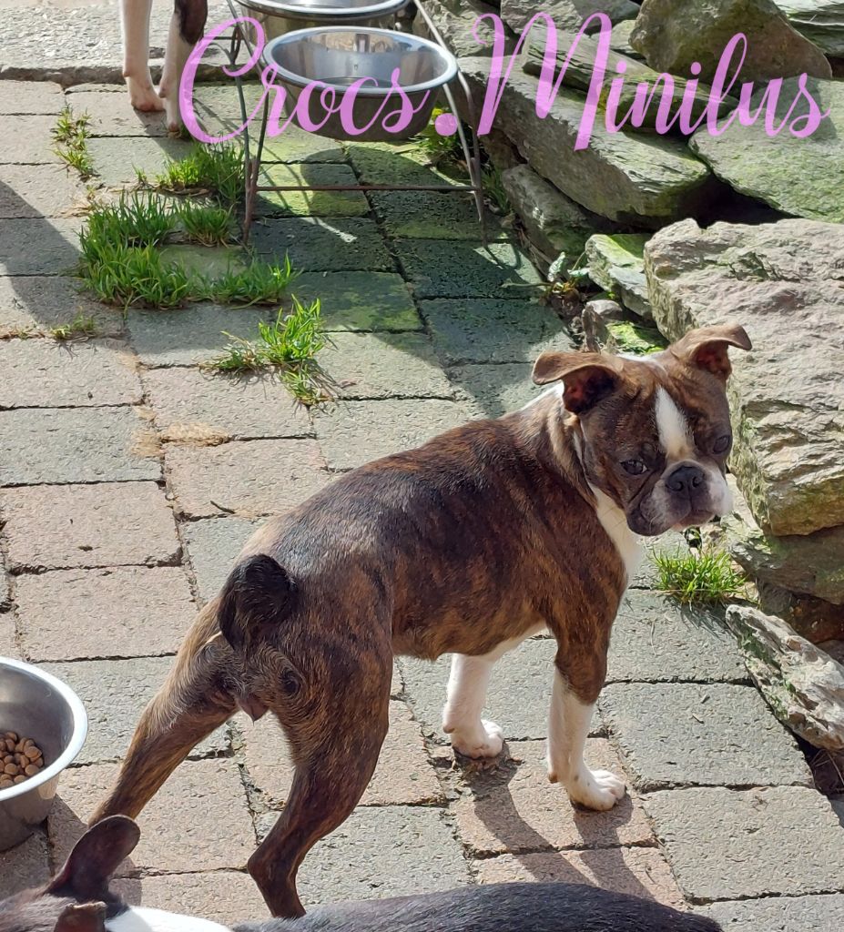 Victoriam de Crocs Minilus