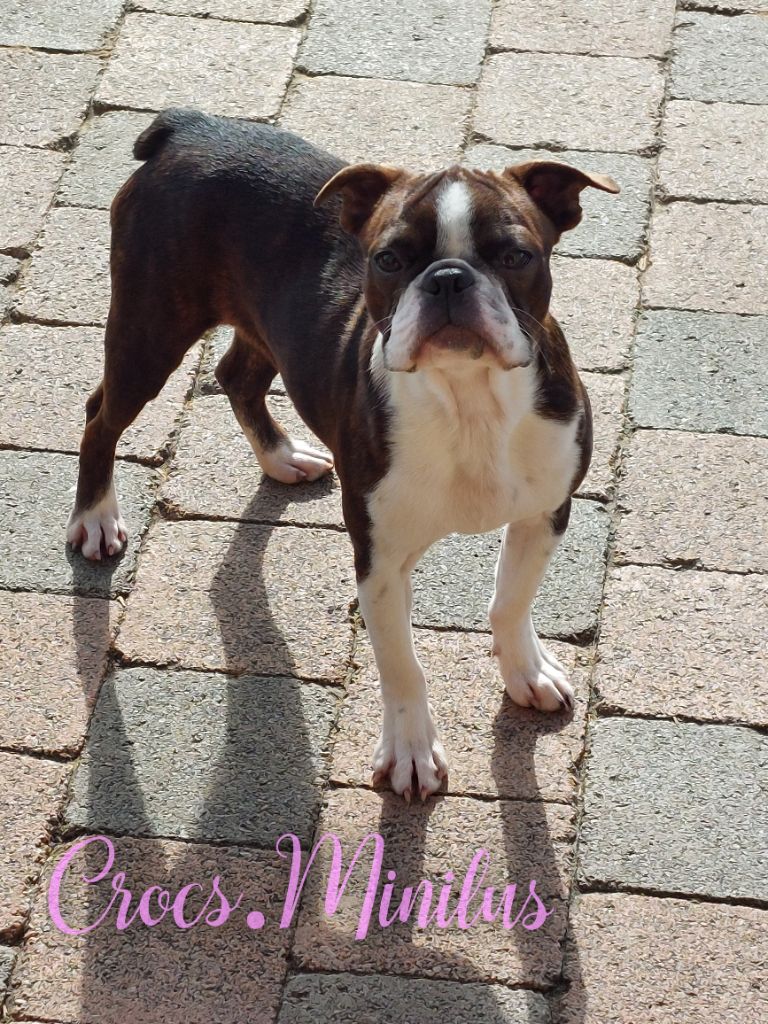 Viramus libero de Crocs Minilus