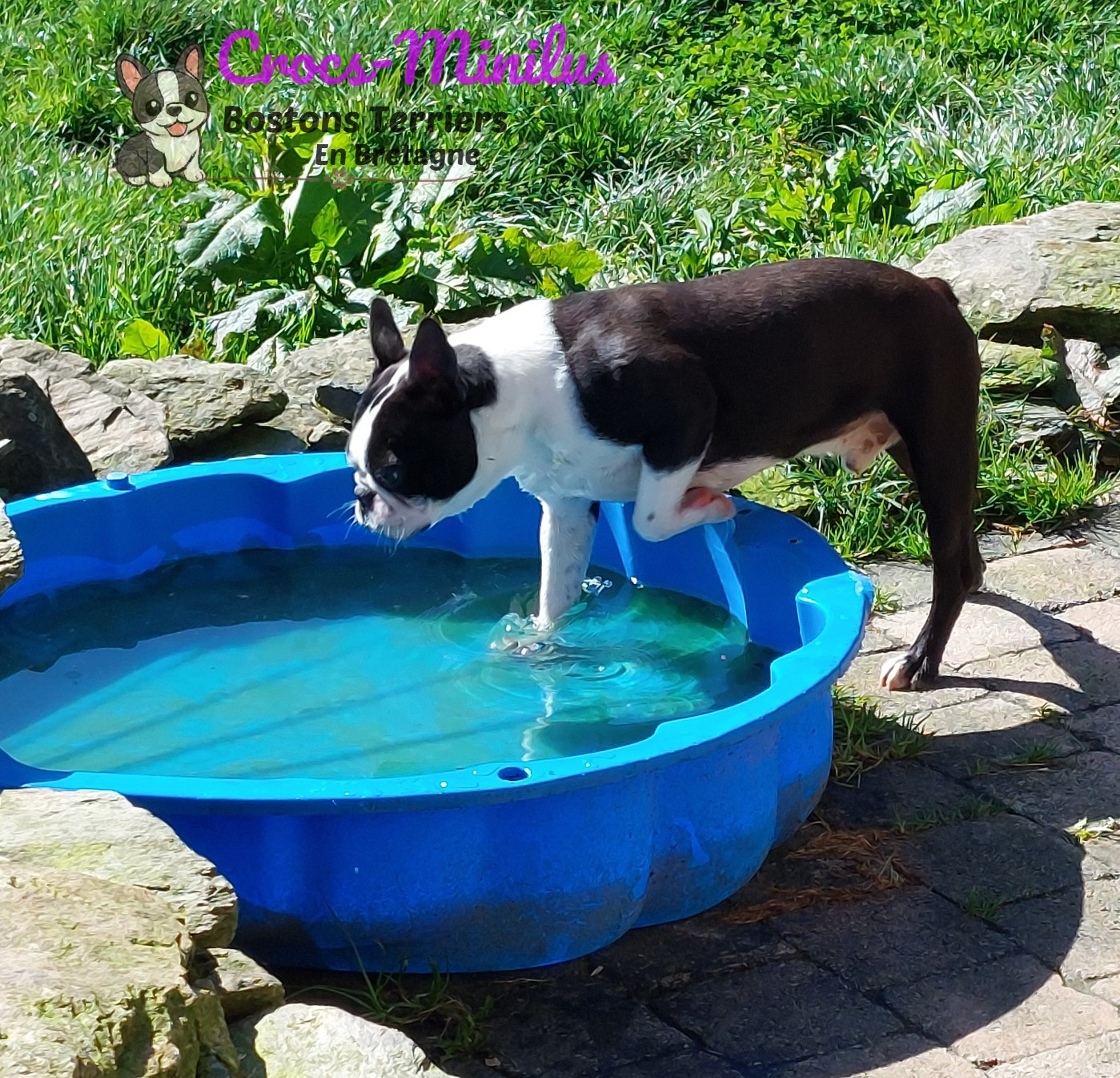 Alea jacta est de Crocs Minilus