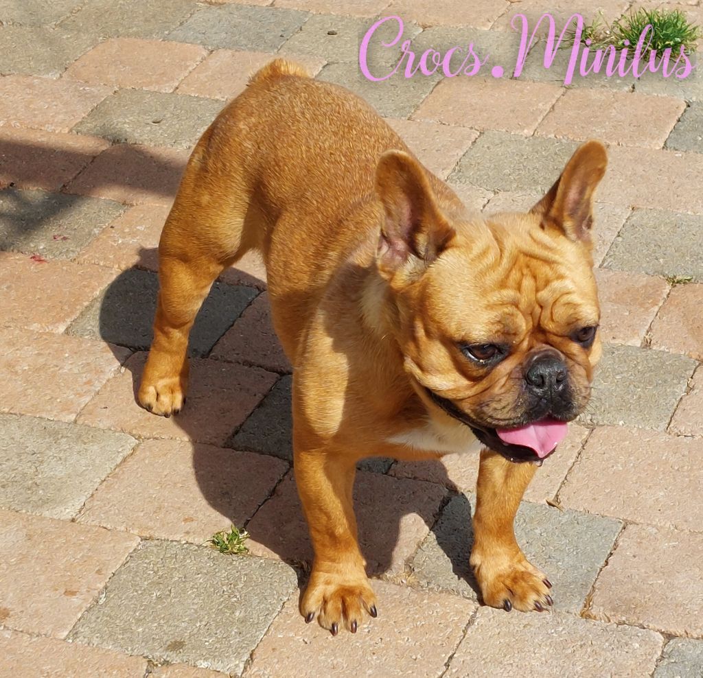 Vetine de Crocs Minilus