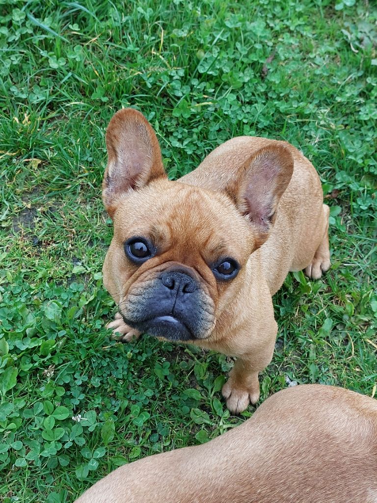 Trominilus de Crocs Minilus