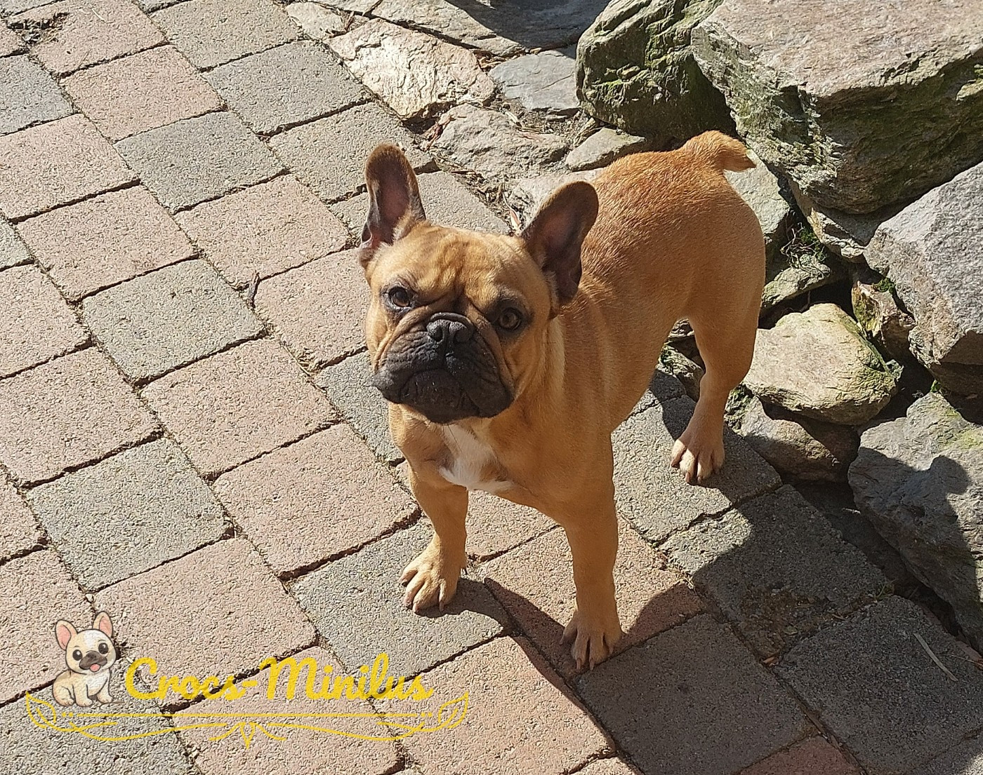 Arémorica te lilly de Crocs Minilus