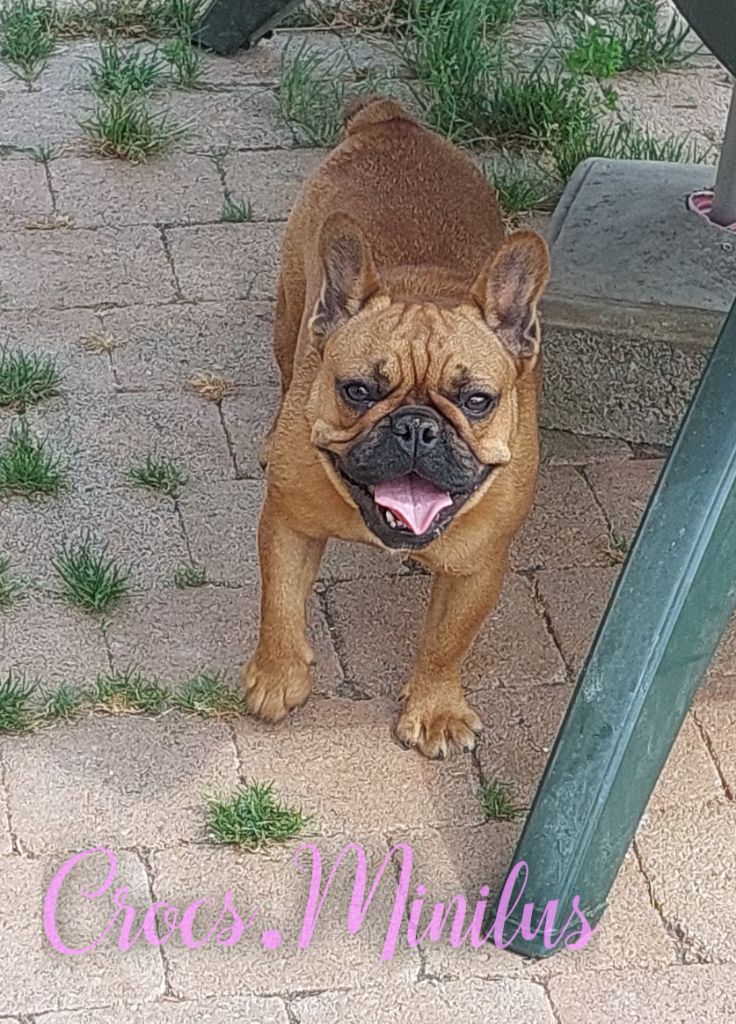 Vayatrominilus de Crocs Minilus