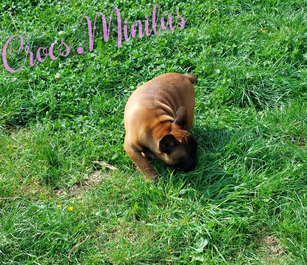 Veryminilus de Crocs Minilus