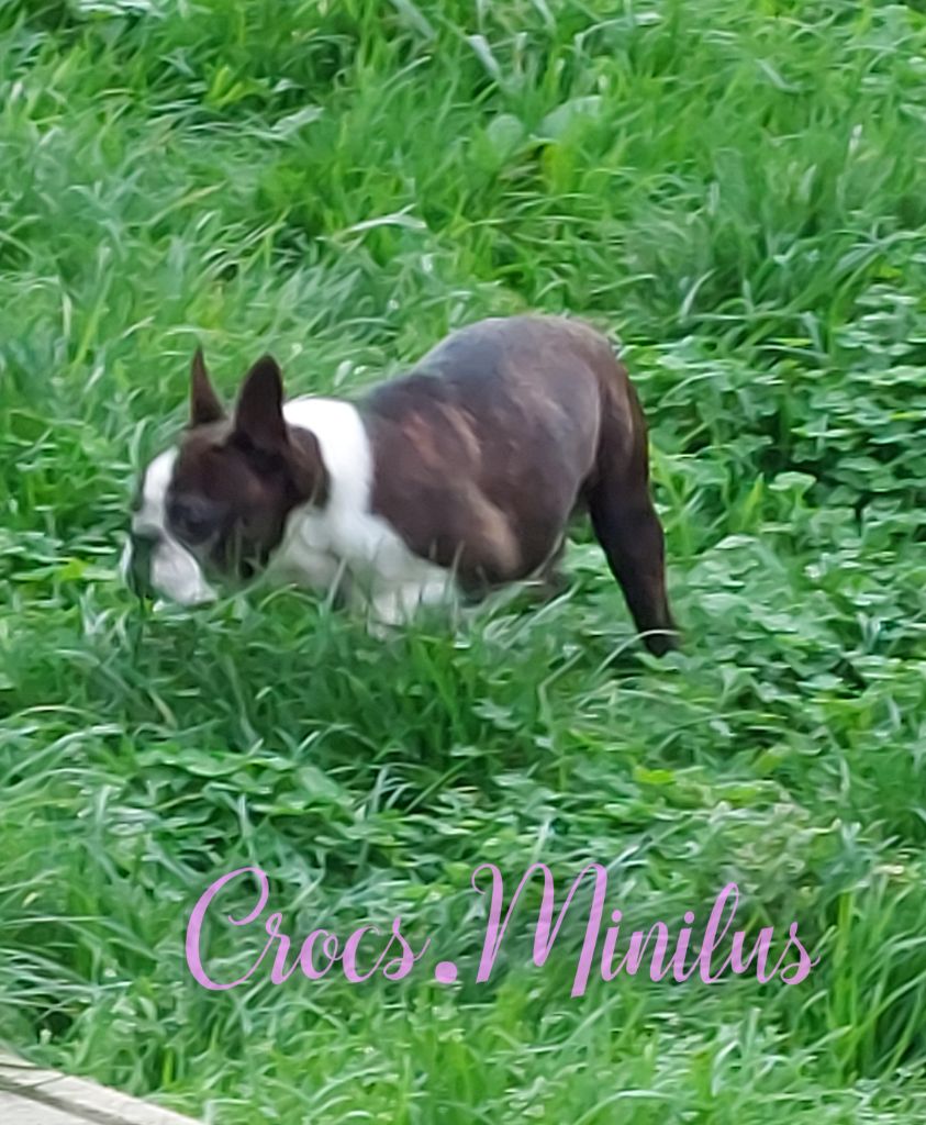 Odin de Crocs Minilus
