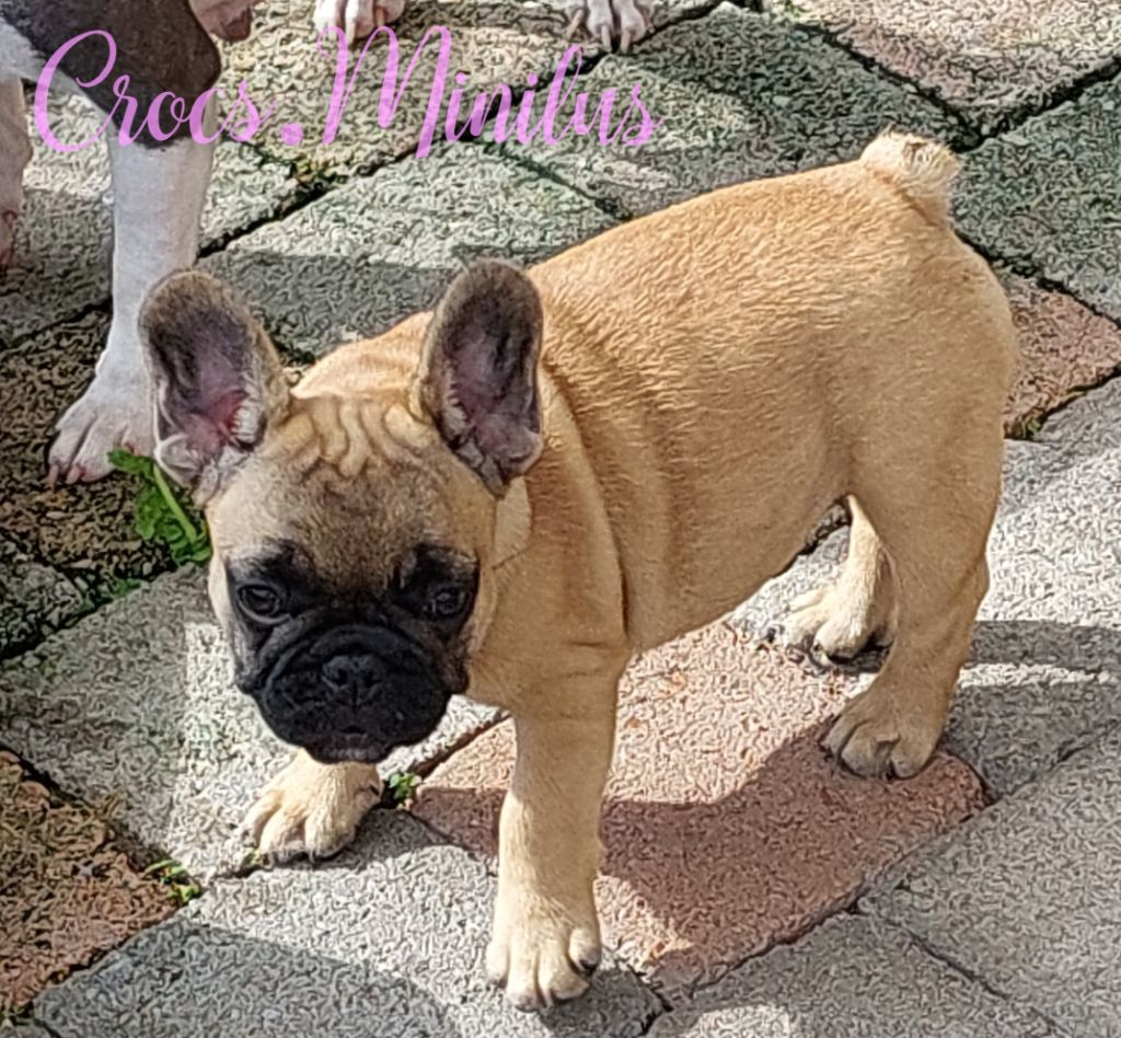 de Crocs Minilus - Chiots disponibles - Bouledogue français