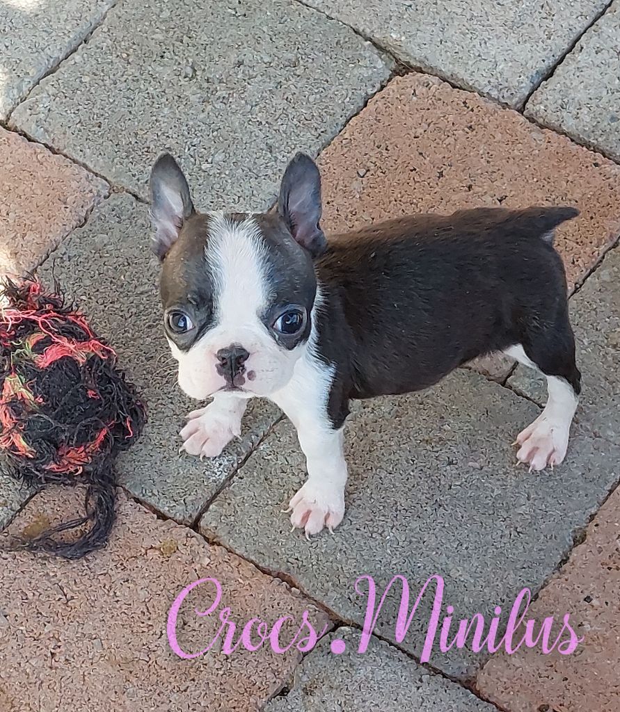 de Crocs Minilus - Chiots disponibles - Boston Terrier
