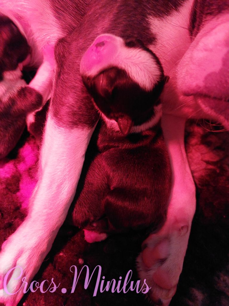de Crocs Minilus - Chiots disponibles - Boston Terrier