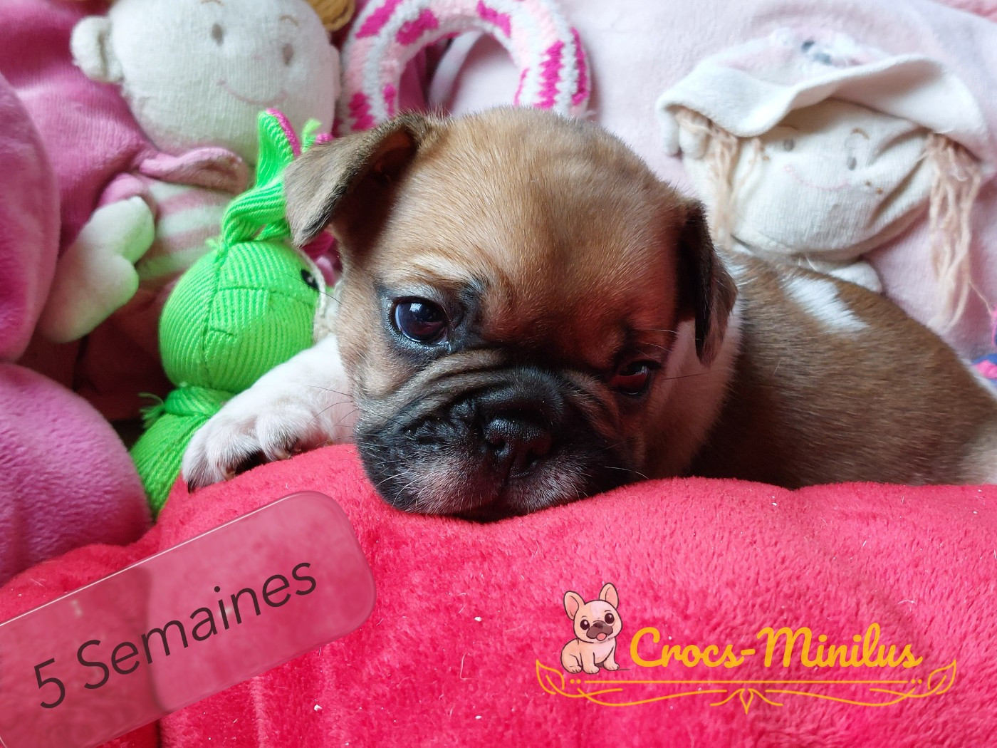 de Crocs Minilus - Chiots disponibles - Bouledogue français