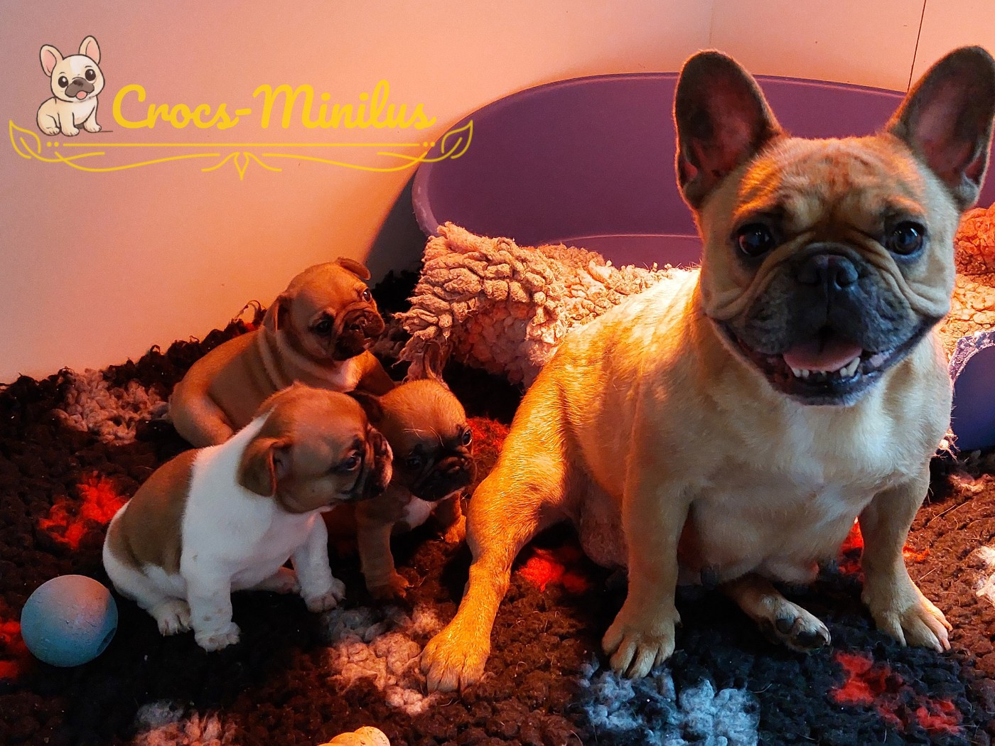 de Crocs Minilus - Bouledogue français - Portée née le 05/02/2026