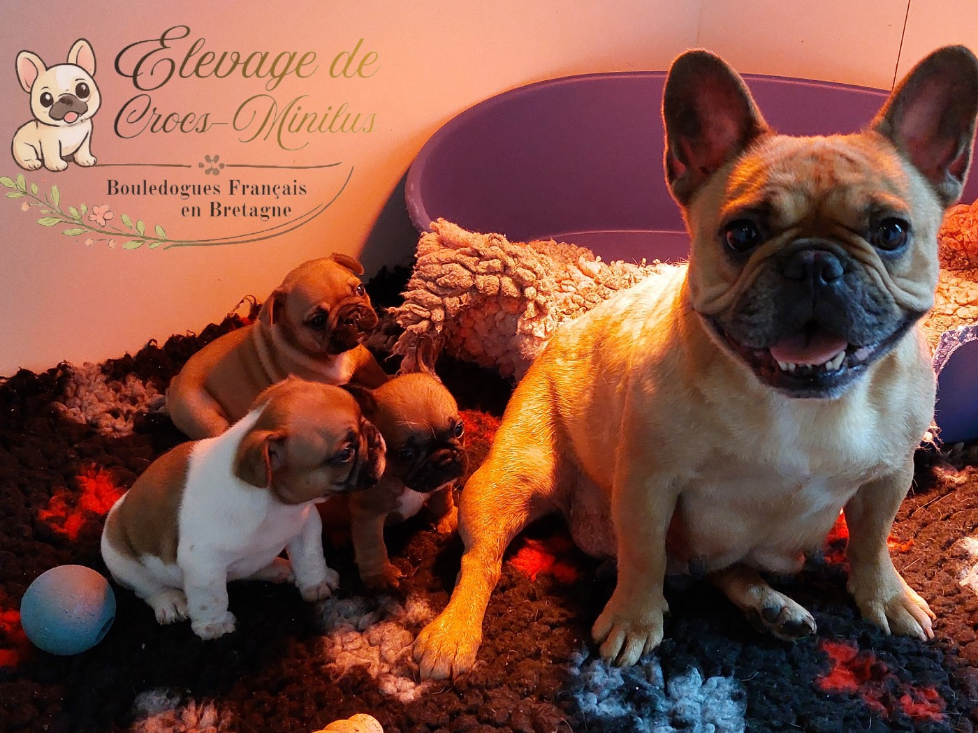 de Crocs Minilus - Bouledogue français - Portée née le 05/02/2026