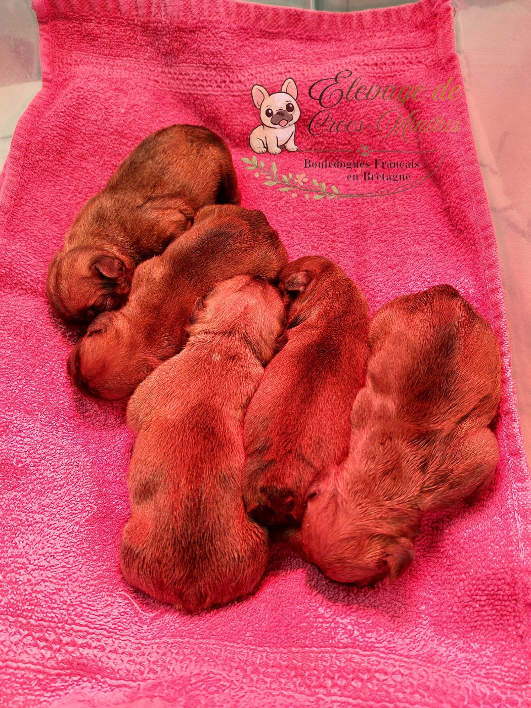 de Crocs Minilus - Bouledogue français - Portée née le 31/03/2026