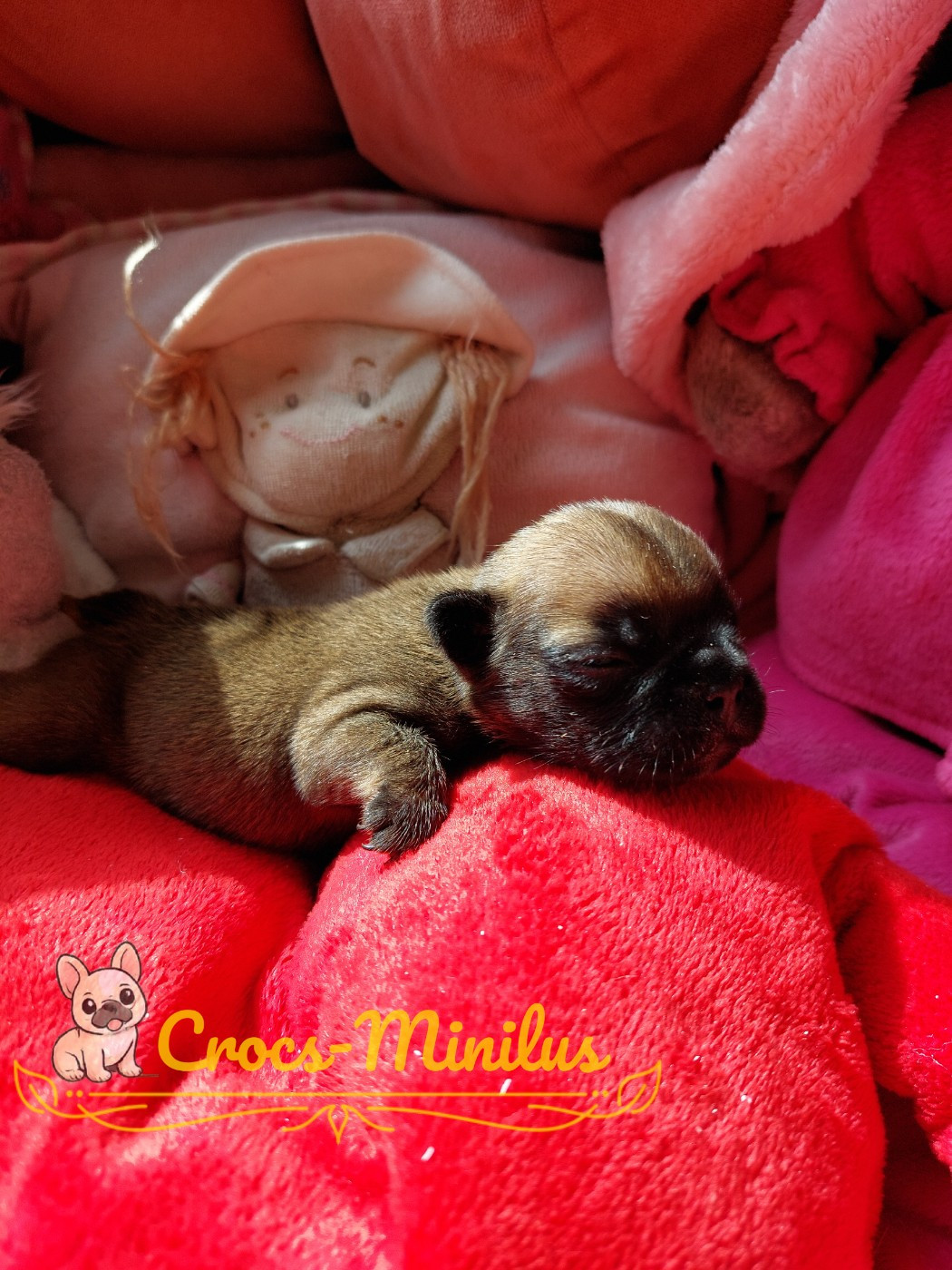 de Crocs Minilus - Chiots disponibles - Bouledogue français