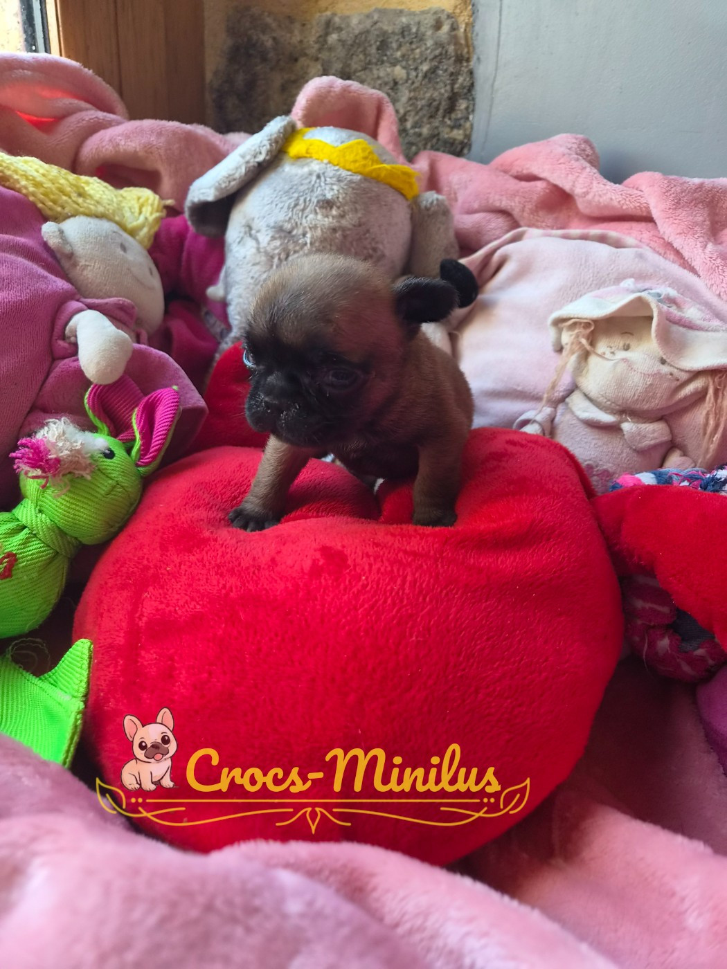 de Crocs Minilus - Chiots disponibles - Bouledogue français