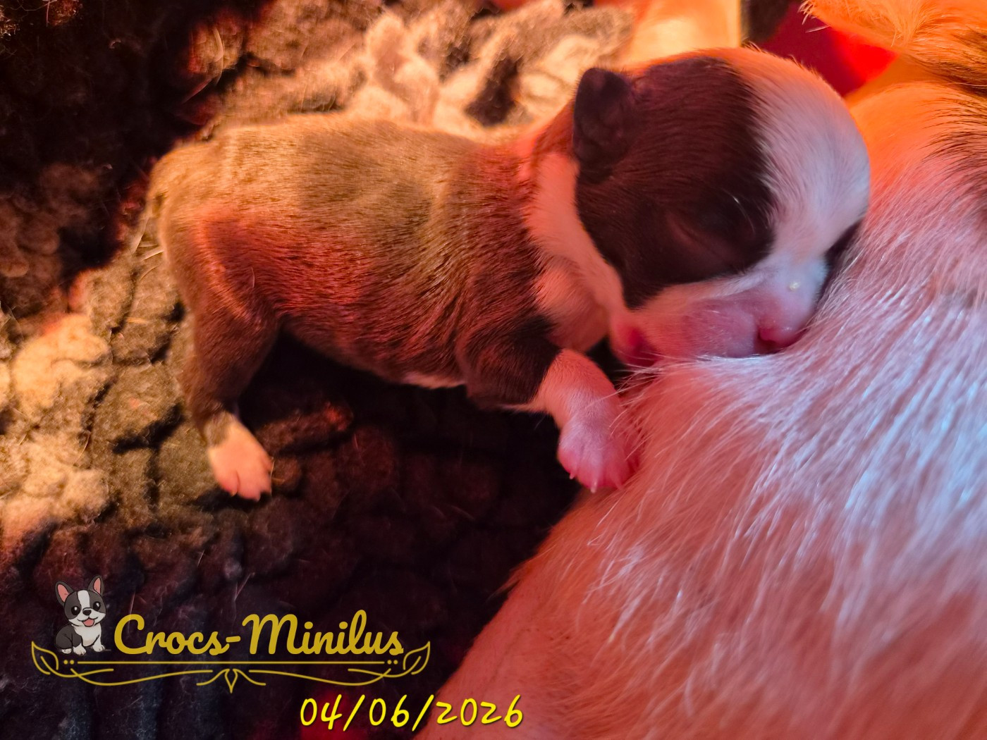 de Crocs Minilus - Chiots disponibles - Boston Terrier