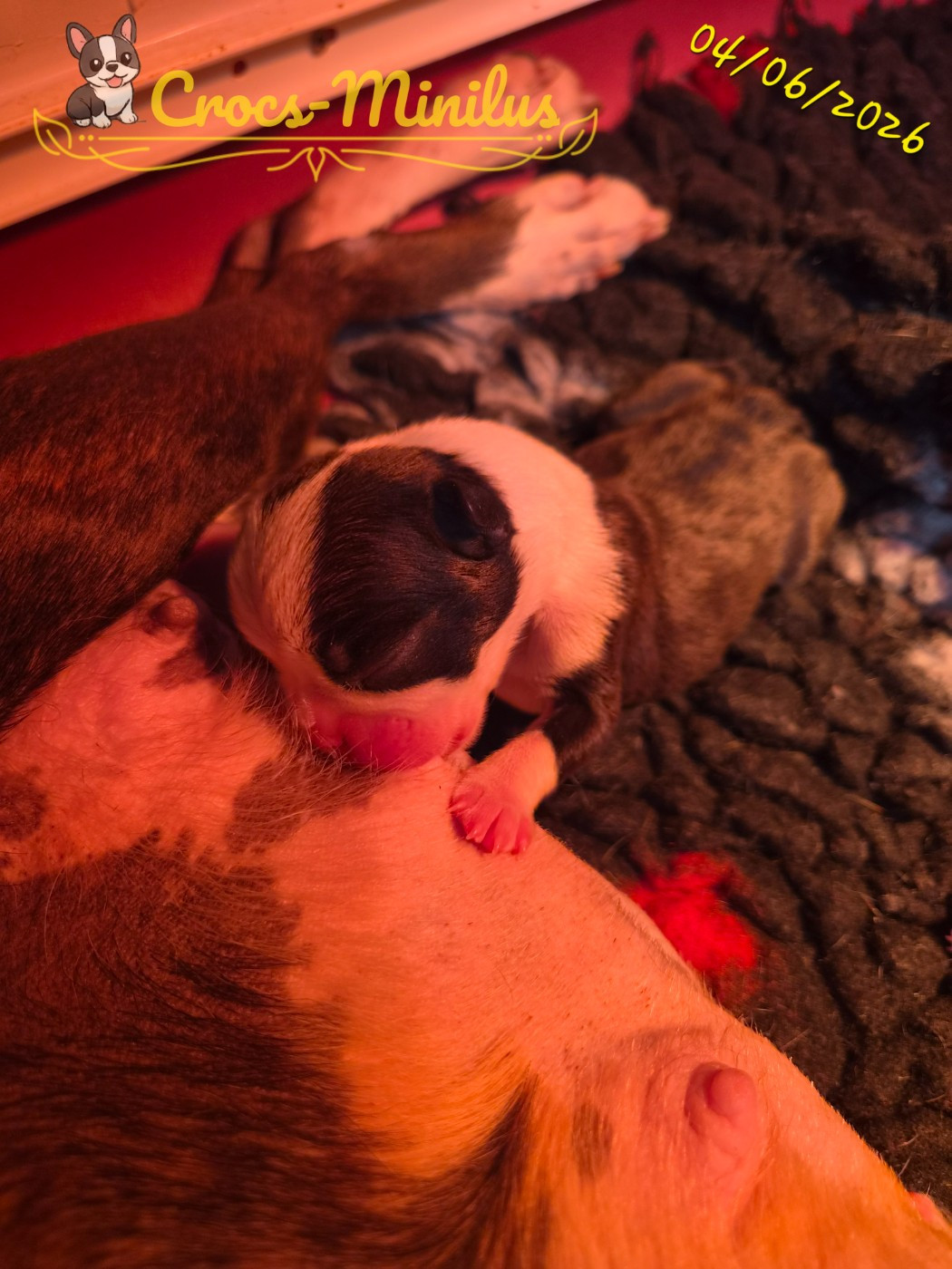 de Crocs Minilus - Chiots disponibles - Boston Terrier