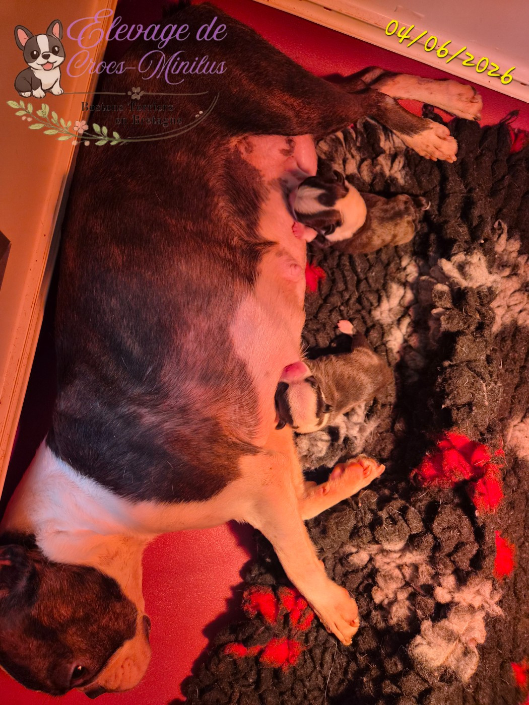 Chiot Boston Terrier de Crocs Minilus