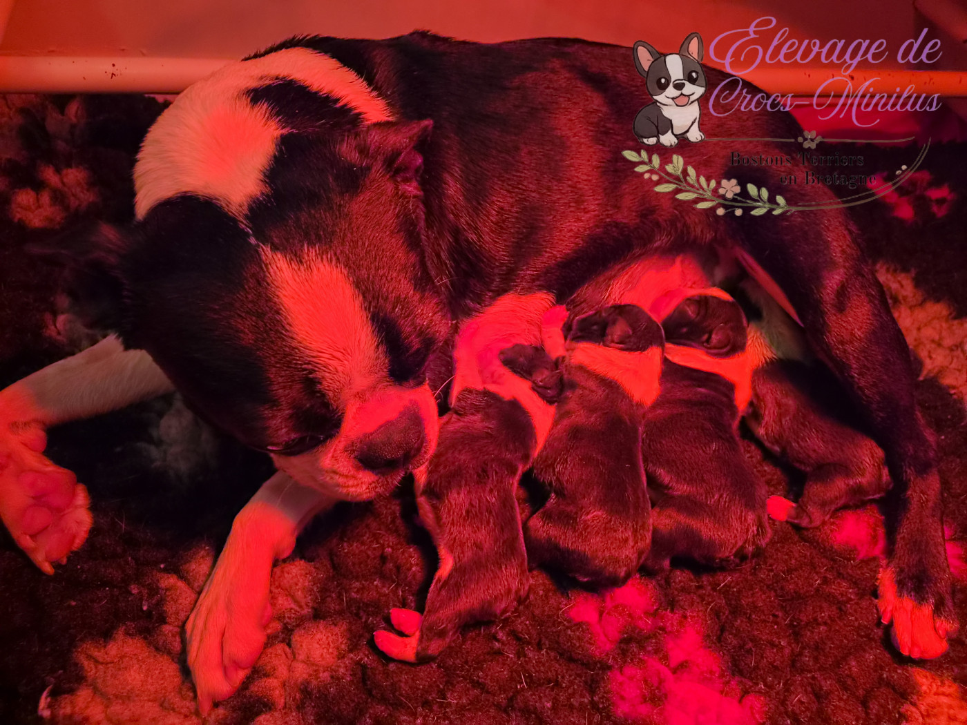 Chiot Boston Terrier de Crocs Minilus