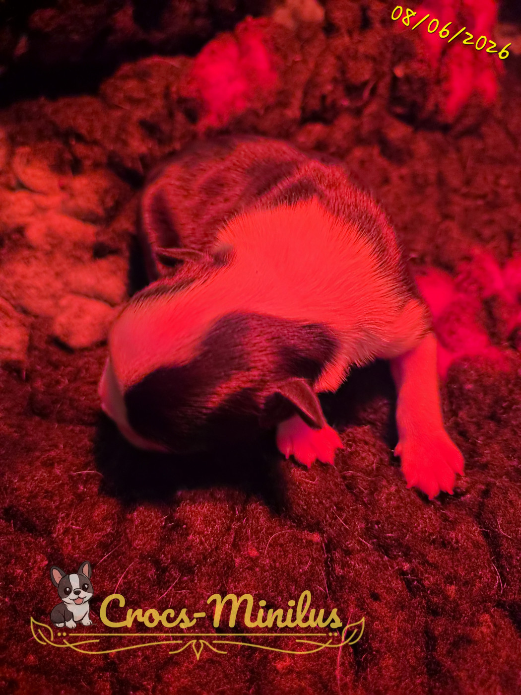 de Crocs Minilus - Chiots disponibles - Boston Terrier