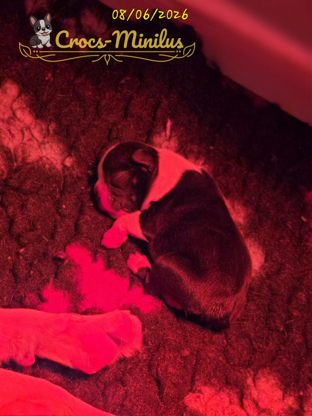 de Crocs Minilus - Chiots disponibles - Boston Terrier