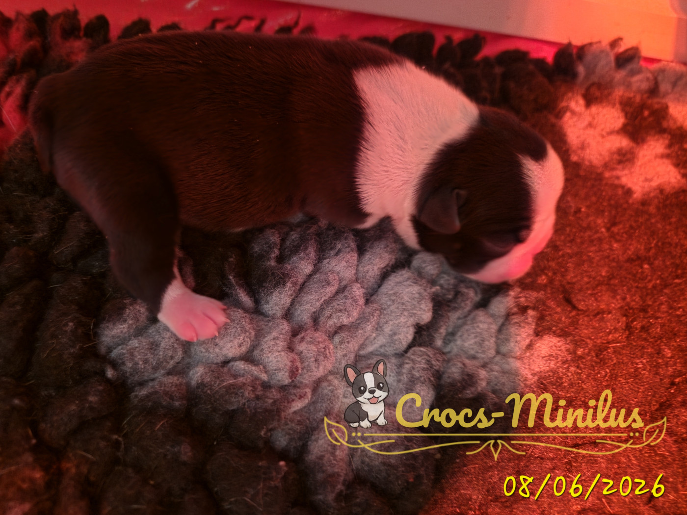 de Crocs Minilus - Chiots disponibles - Boston Terrier