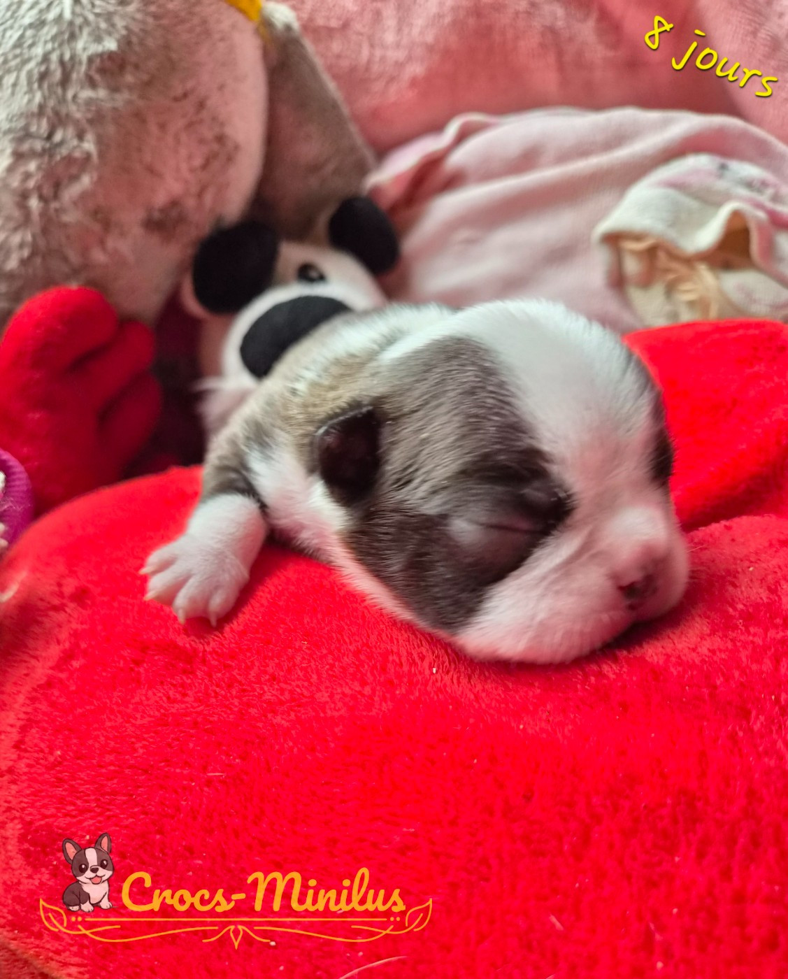 de Crocs Minilus - Chiots disponibles - Boston Terrier
