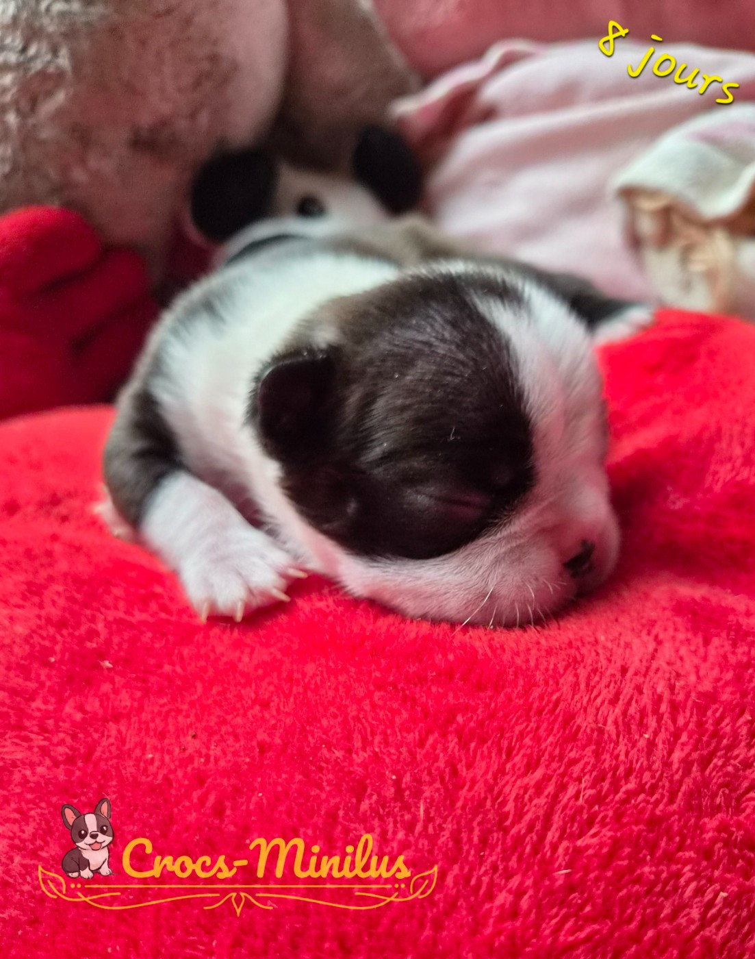 de Crocs Minilus - Chiots disponibles - Boston Terrier