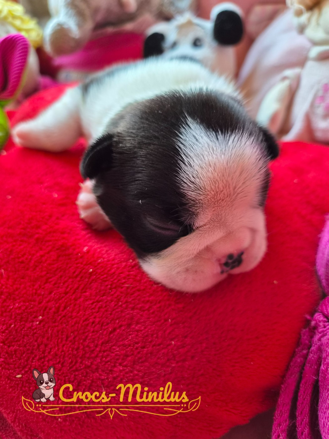 de Crocs Minilus - Chiots disponibles - Boston Terrier