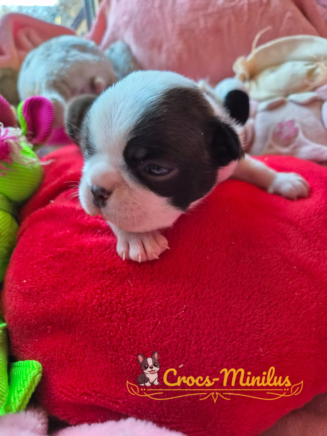 de Crocs Minilus - Chiots disponibles - Boston Terrier