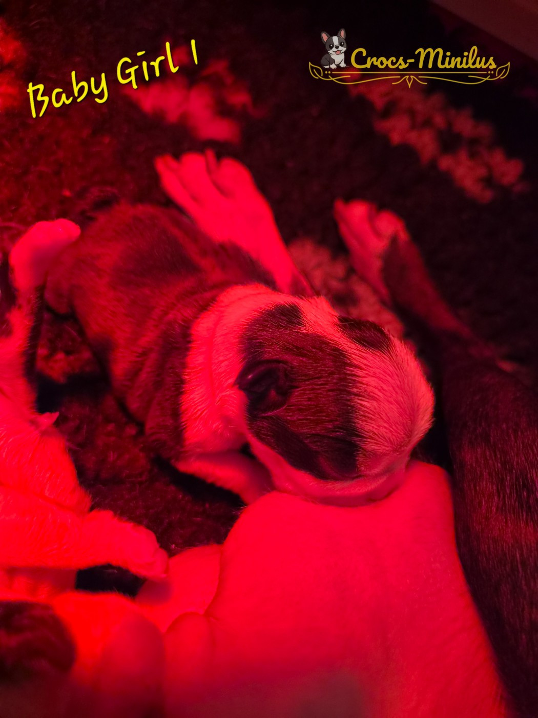 de Crocs Minilus - Chiots disponibles - Boston Terrier