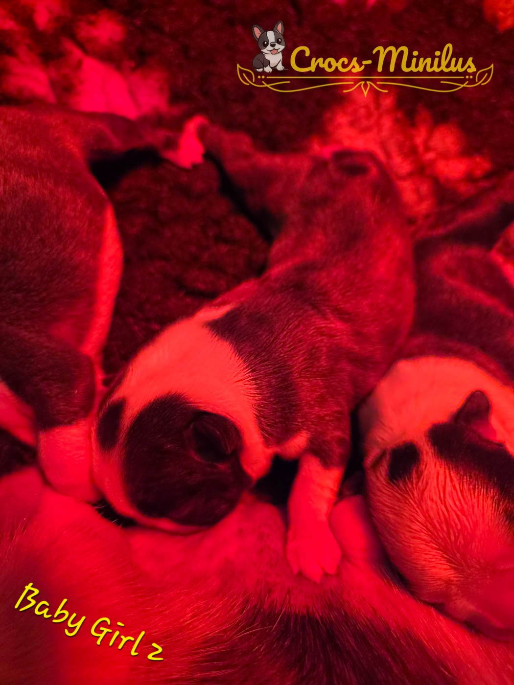 de Crocs Minilus - Chiots disponibles - Boston Terrier