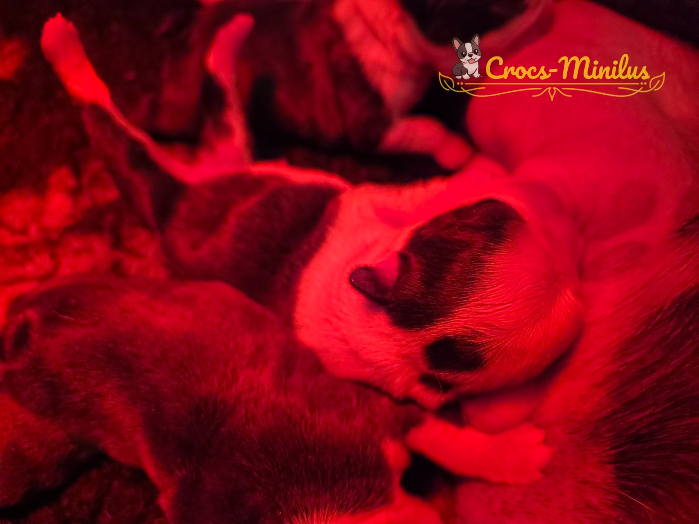 de Crocs Minilus - Chiots disponibles - Boston Terrier