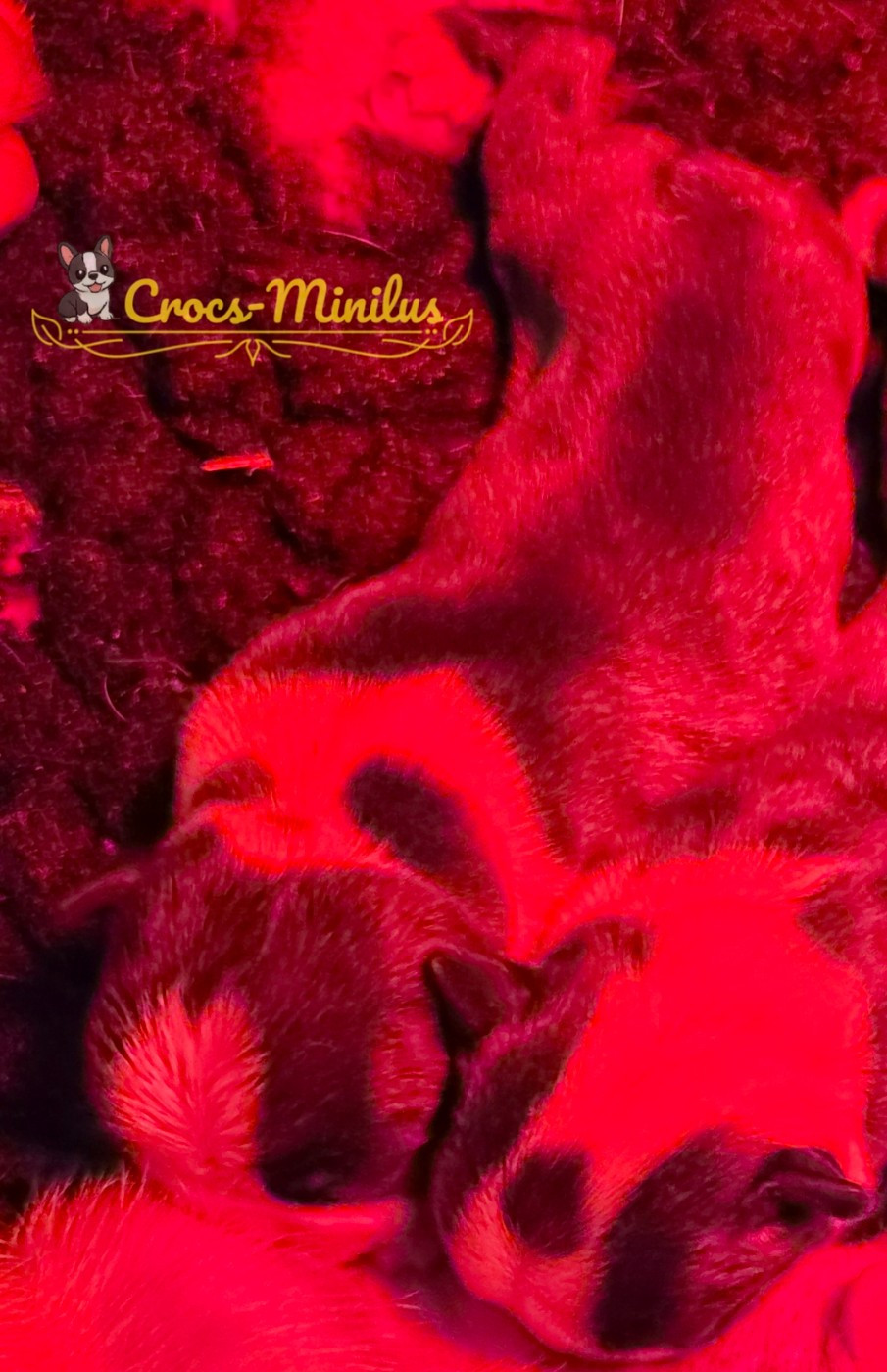 de Crocs Minilus - Chiots disponibles - Boston Terrier