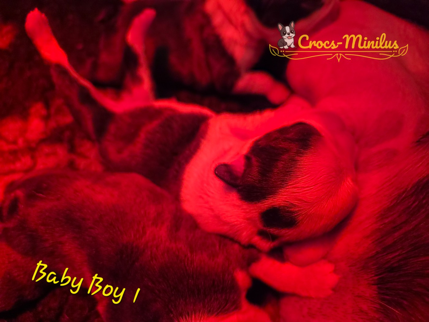 de Crocs Minilus - Chiots disponibles - Boston Terrier