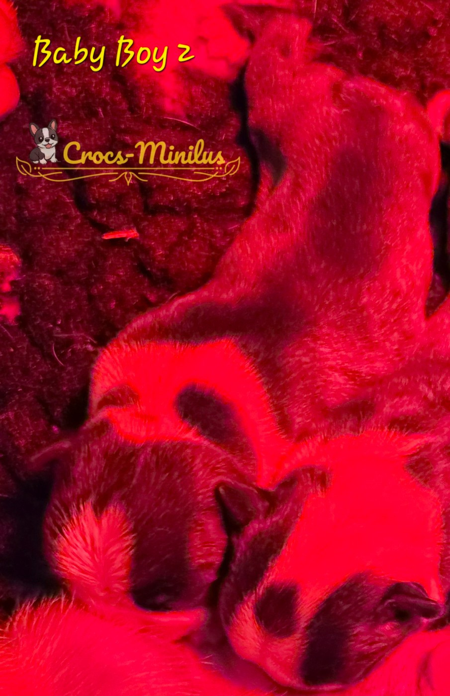 de Crocs Minilus - Chiots disponibles - Boston Terrier
